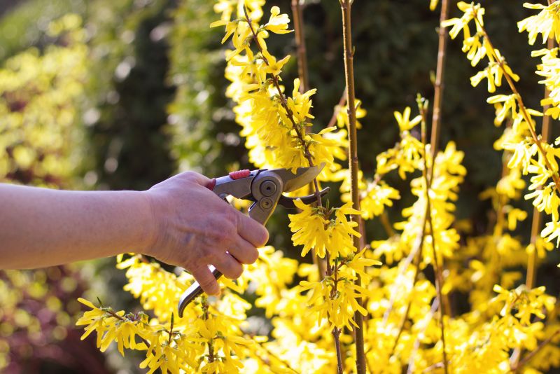 Forsythia Bush Trimming Service