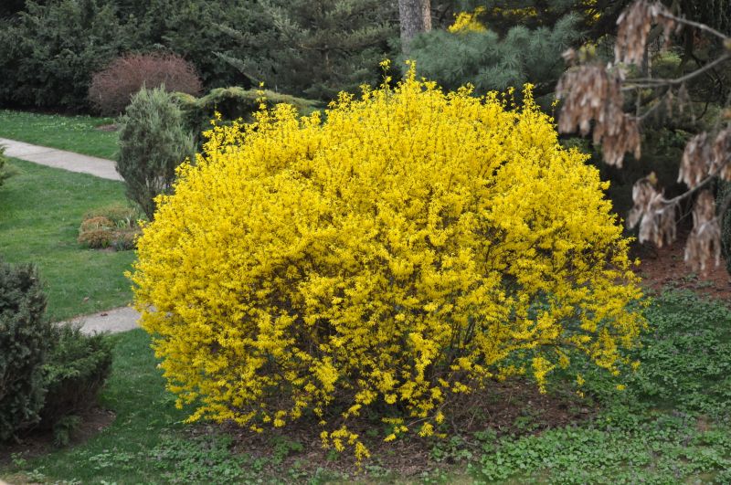 Forsythia Bush Trimming Service