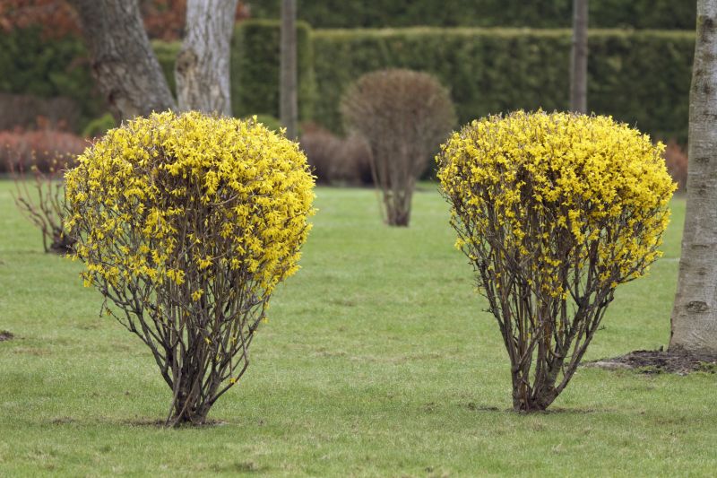 Forsythia Bush Trimming Service