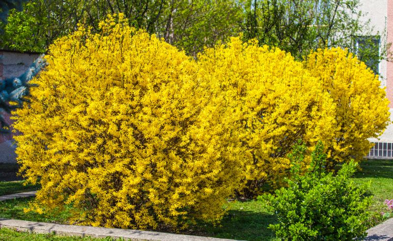 Forsythia Bush Trimming Service detail