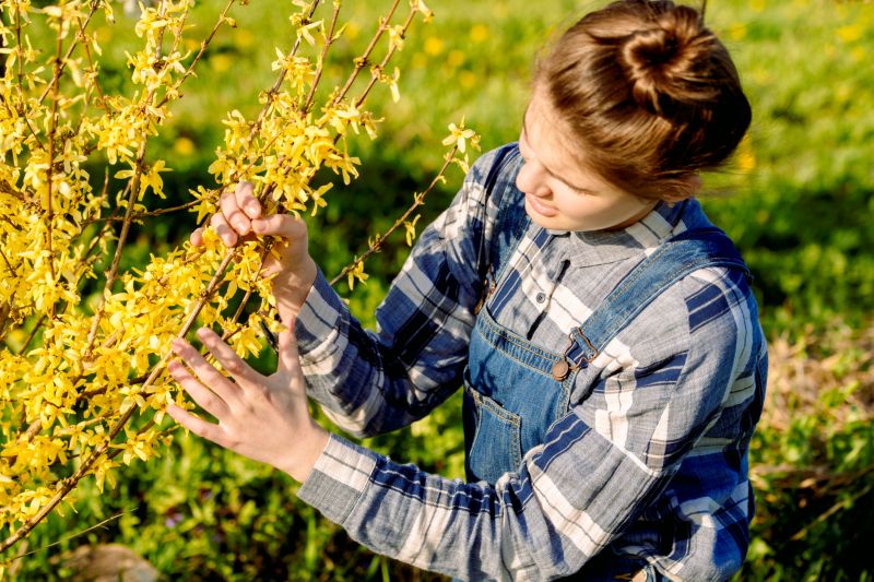 Forsythia Bush Trimming Service detail